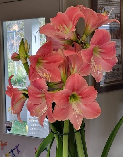 bulb of month amaryllis a.jpg